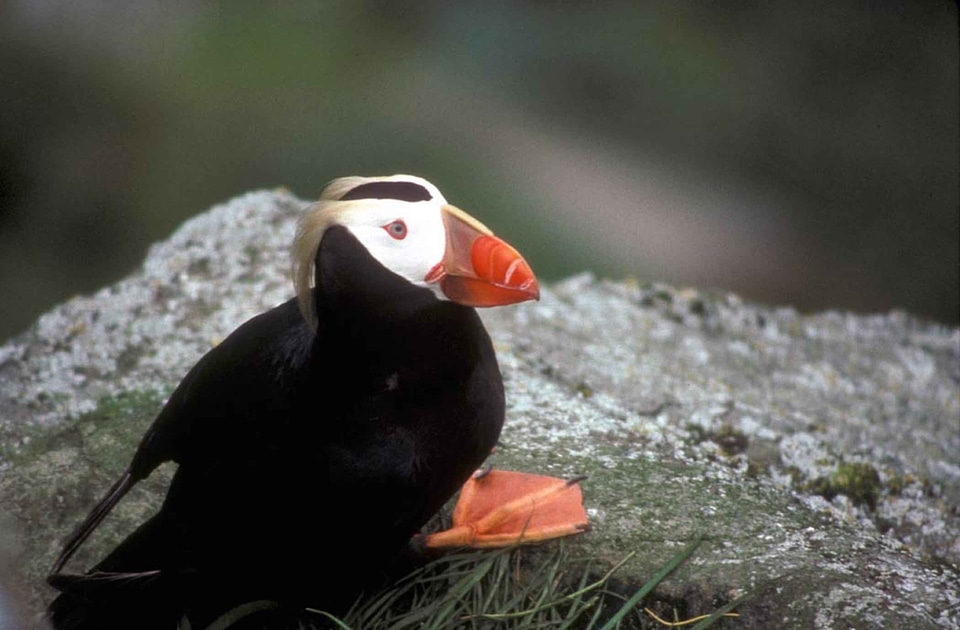 Bird camera Fratercula arctica