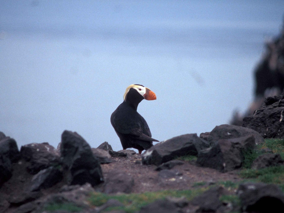 Bird Fratercula arctica Fratercula cirrhata