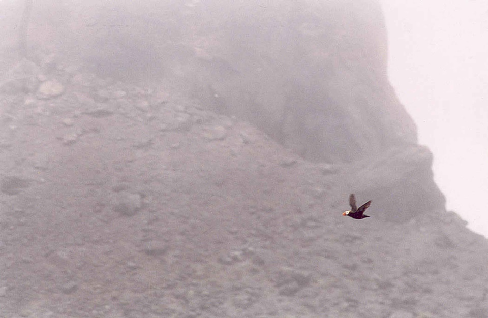 Flight Fratercula arctica Fratercula cirrhata