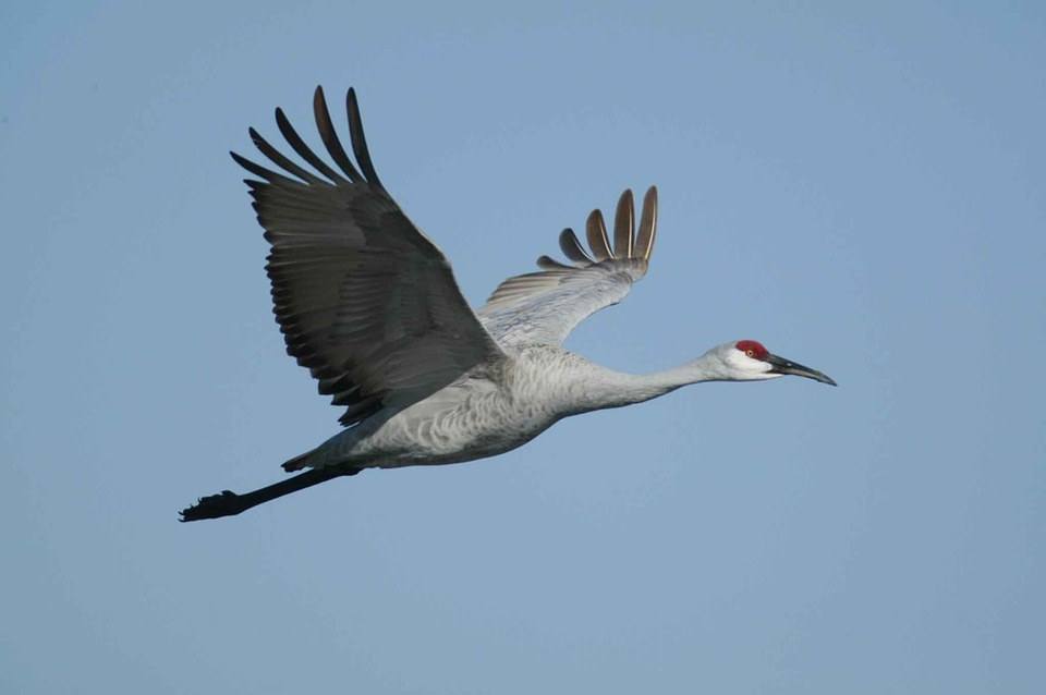 Animal bird blue sky