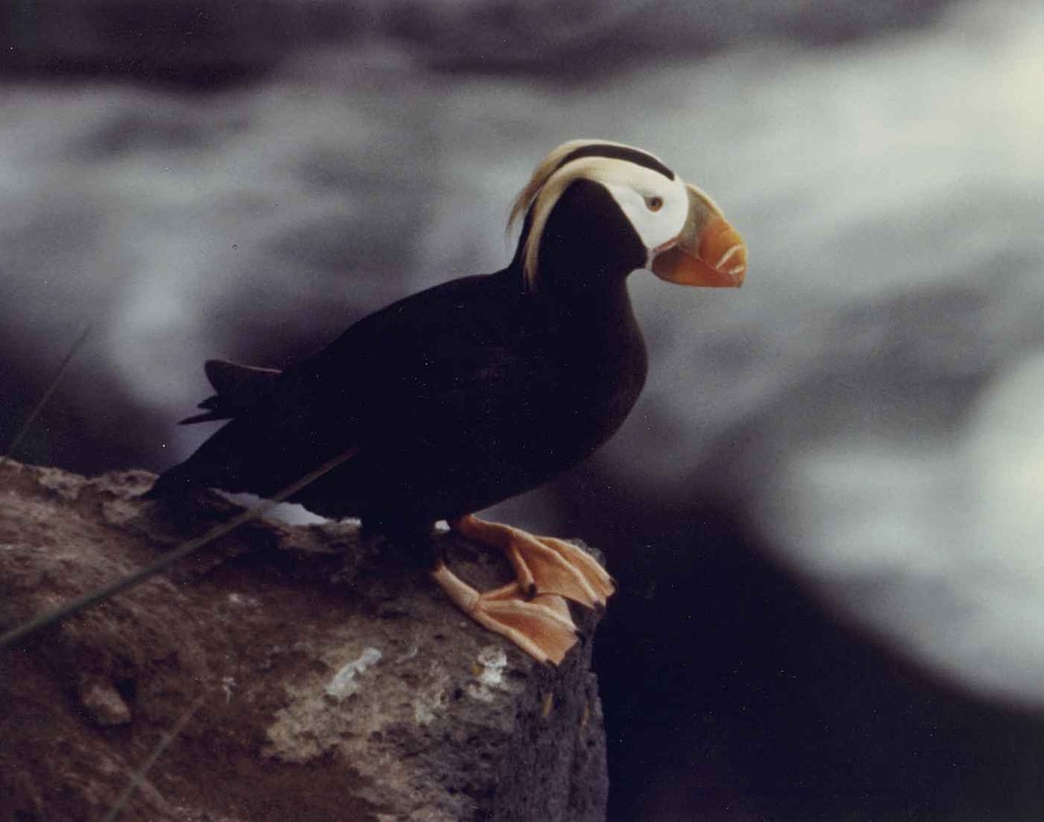 Bird Fratercula arctica Fratercula cirrhata