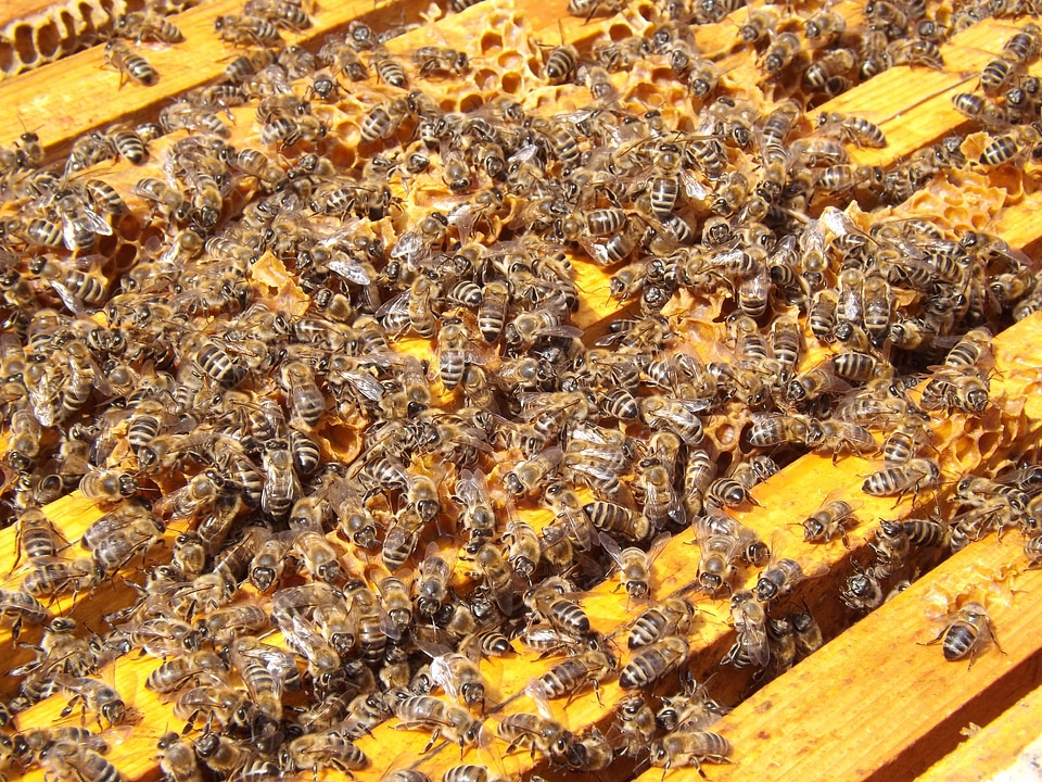Honey busy honeybees
