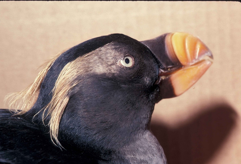 Bird breeding Fratercula arctica