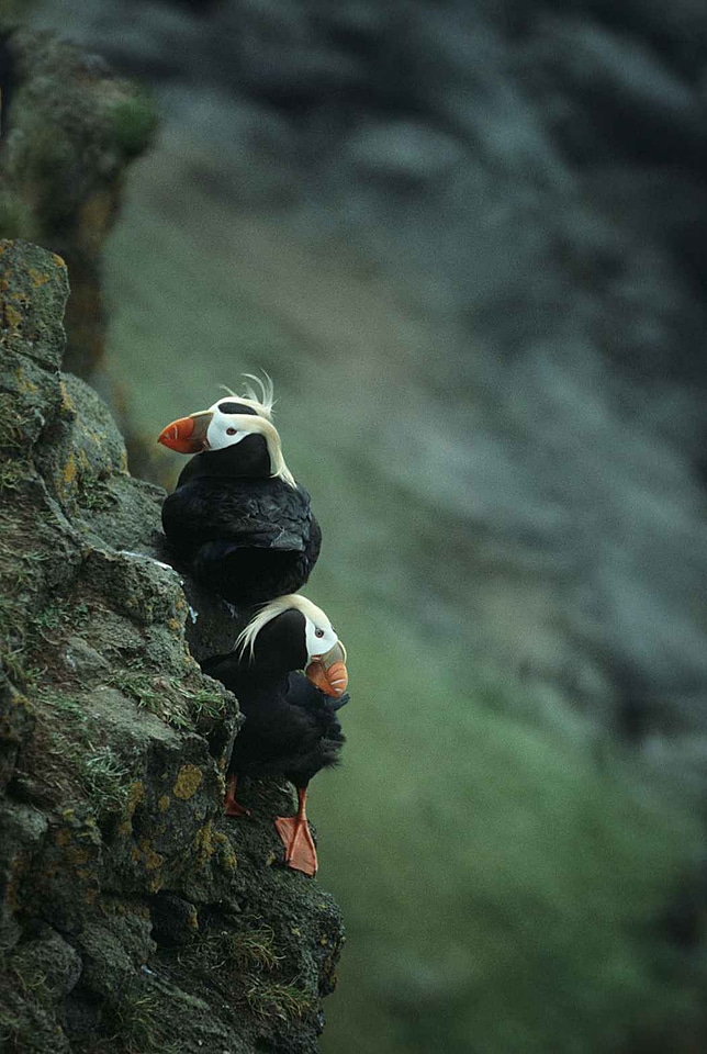 Couple Fratercula arctica Fratercula cirrhata