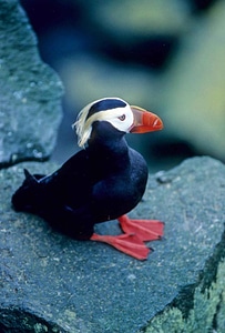 Bird Fratercula arctica Fratercula cirrhata