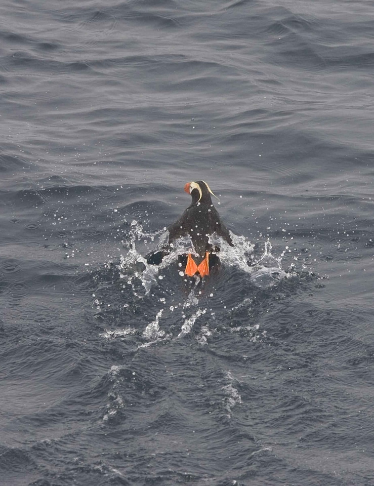 Bathe Fratercula arctica Fratercula cirrhata
