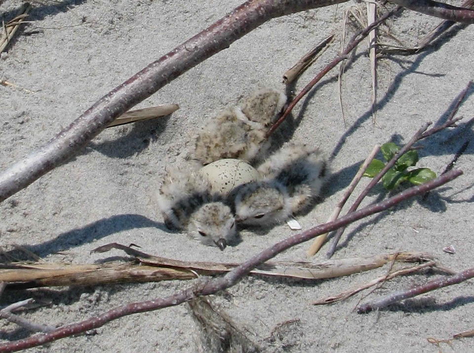 Charadrius Melodus Charadrius wilsonia nest