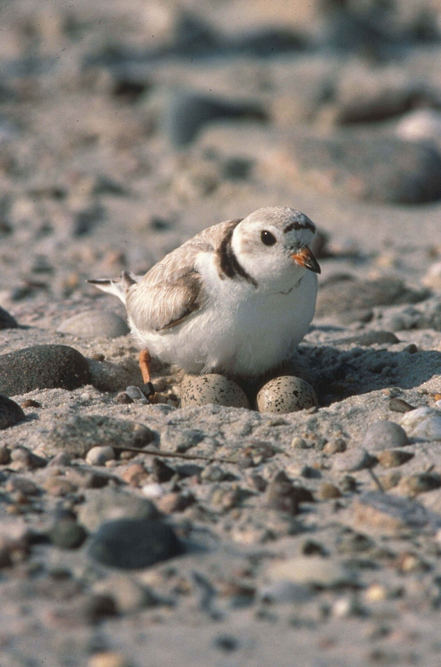 Bird Charadrius wilsonia egg