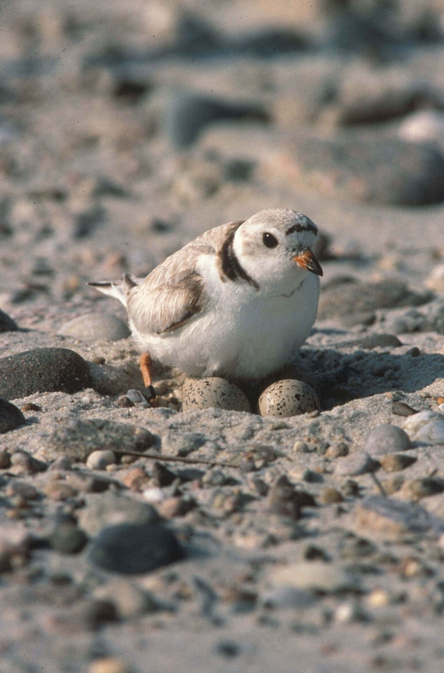 Bird Charadrius wilsonia egg photo