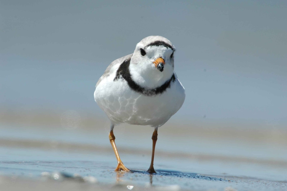 Charadrius Melodus Charadrius wilsonia going photo