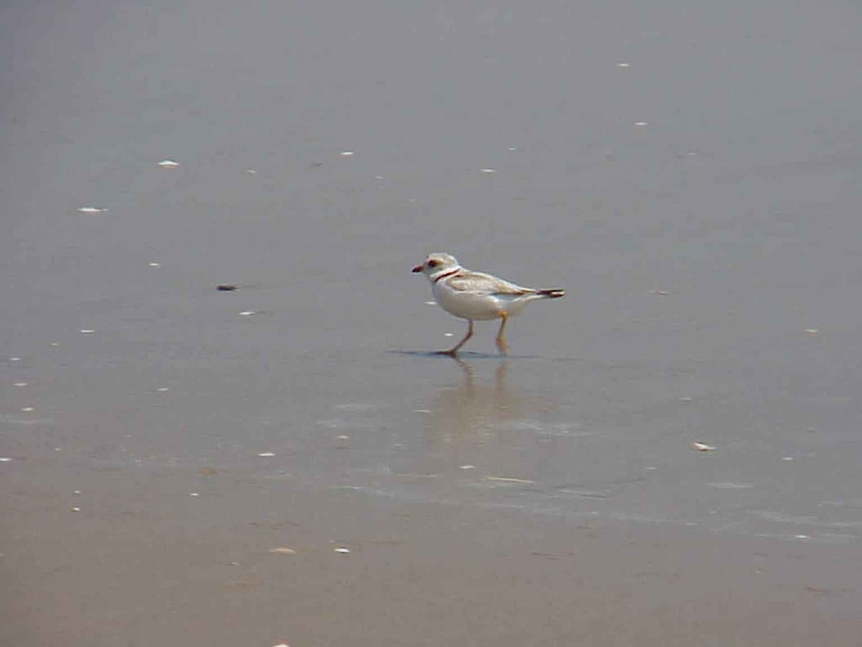 Bird Charadrius melodus Charadrius wilsonia