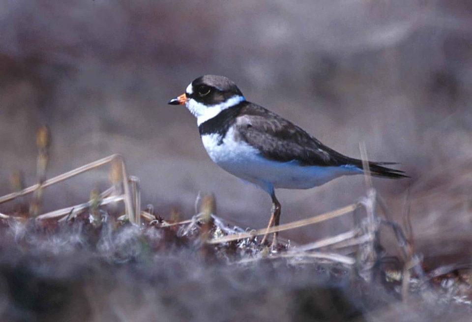 Bird Charadrius wilsonia 