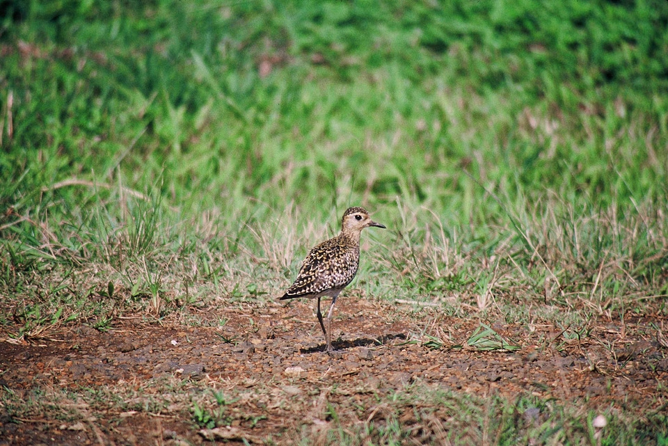 Bird Charadrius wilsonia pacific