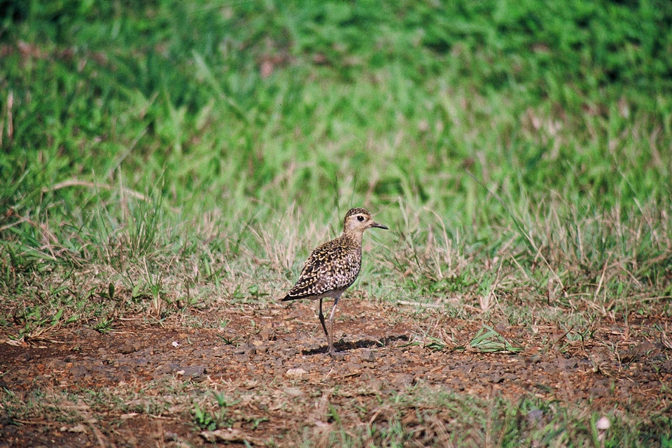 Bird Charadrius wilsonia pacific photo