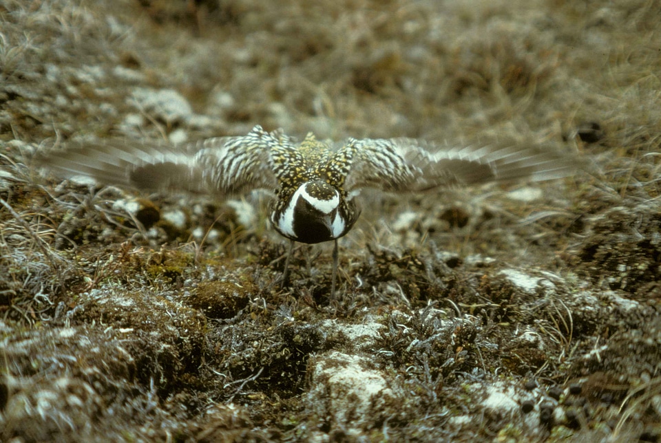 American Charadrius wilsonia nest