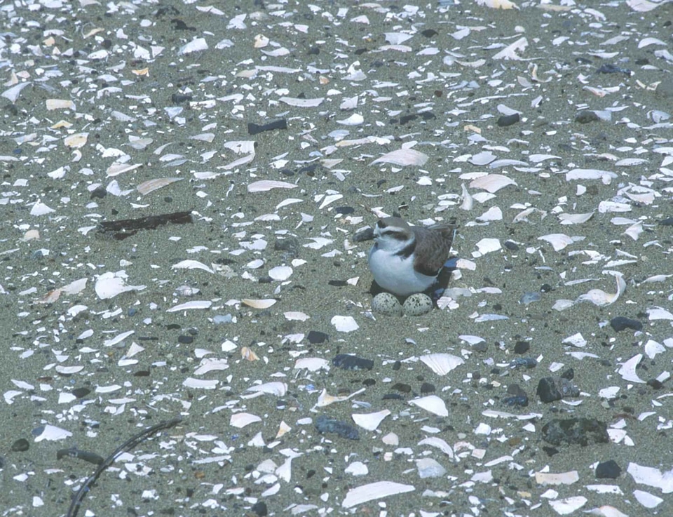 Charadrius Wilsonia female nest