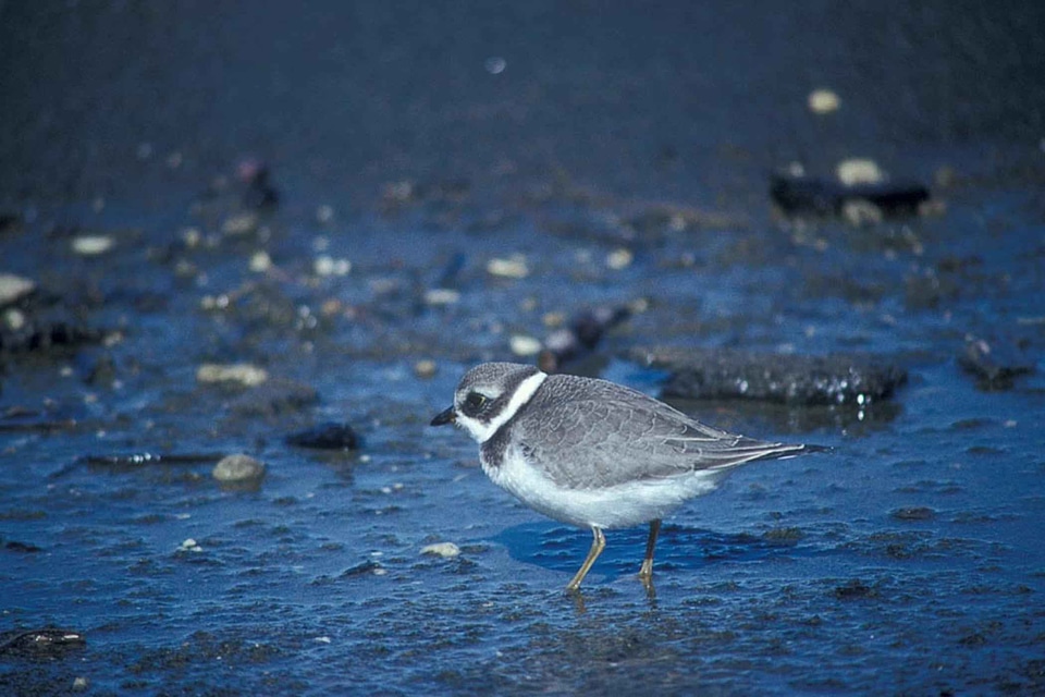 Bird Charadrius wilsonia river