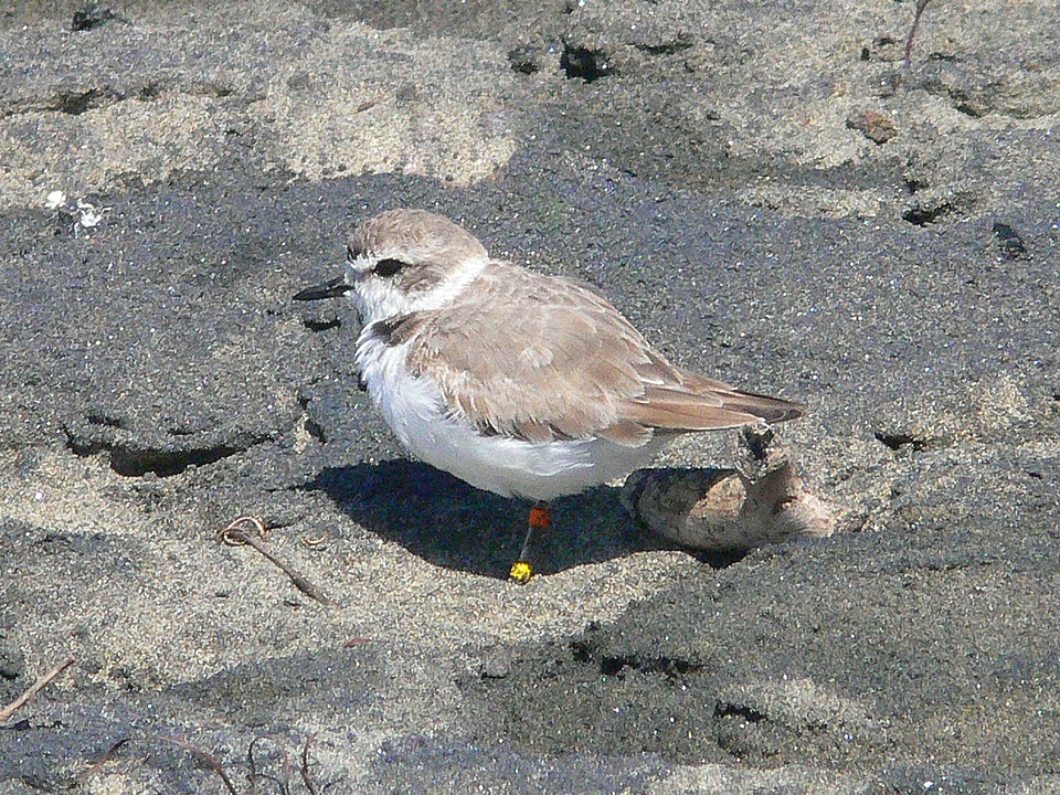Bird Charadrius wilsonia earth