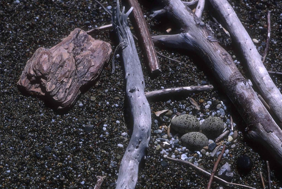 Charadrius Wilsonia nest western