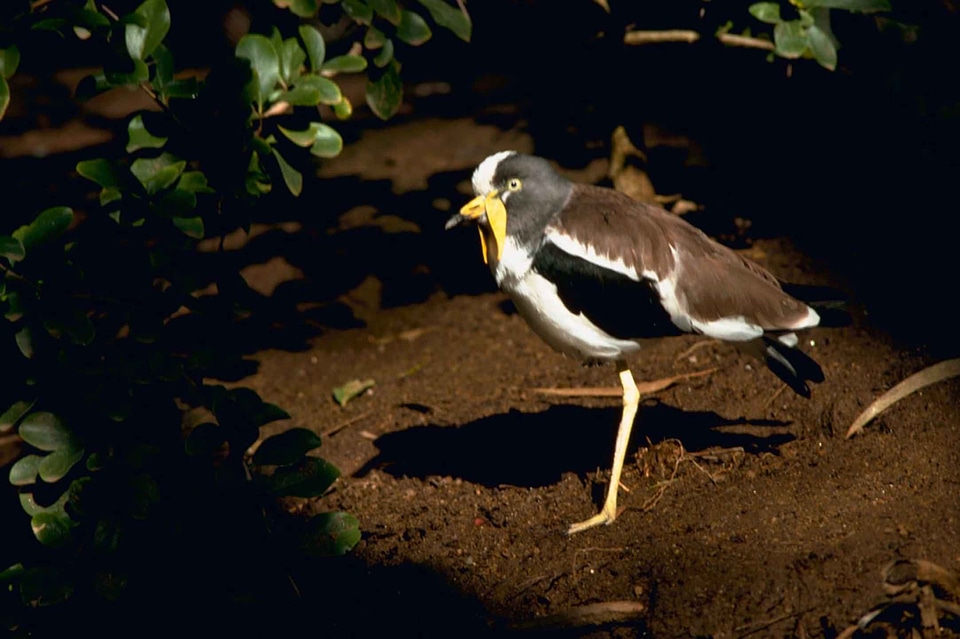 Bird Charadrius wilsonia white