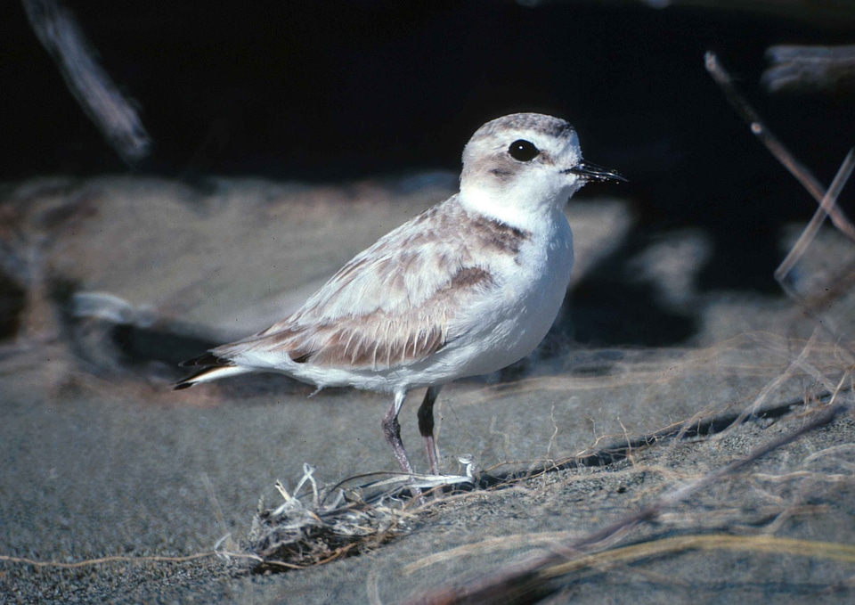 Bird Charadrius wilsonia western