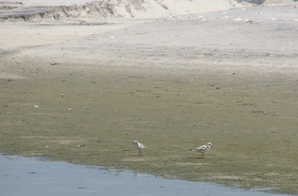 Bird Charadrius melodus Charadrius wilsonia