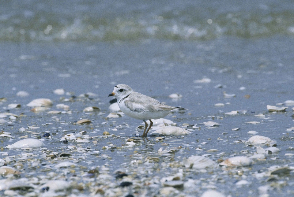 Bird Charadrius melodus Charadrius wilsonia