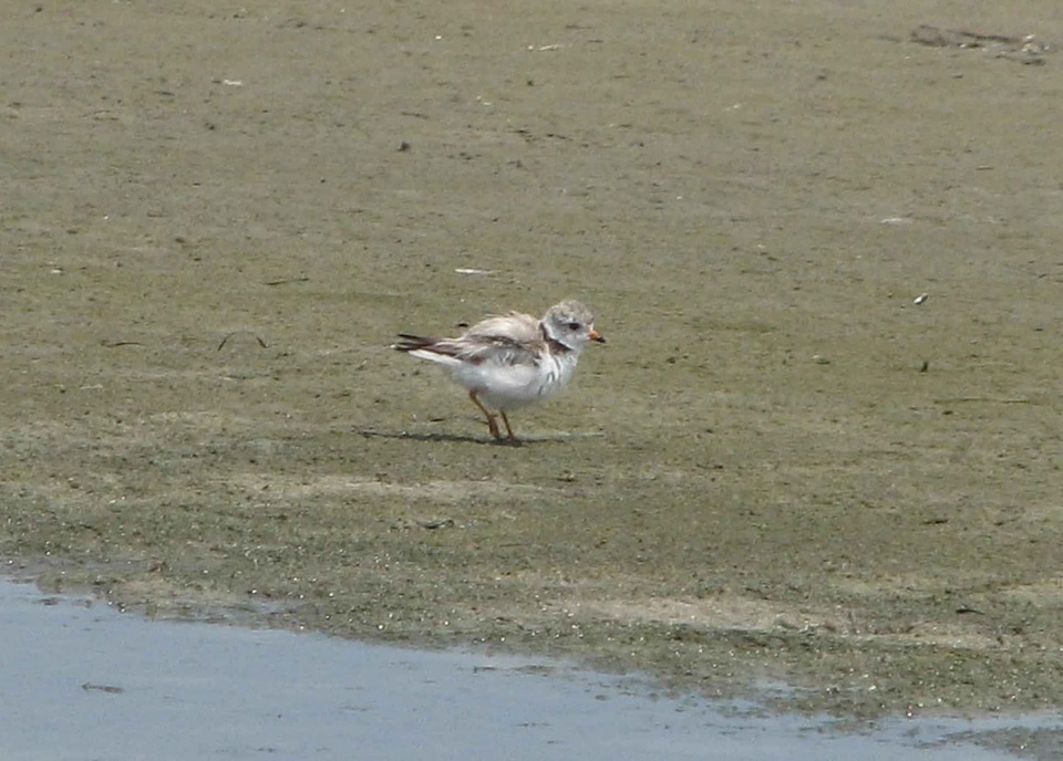 Adult bird Charadrius melodus