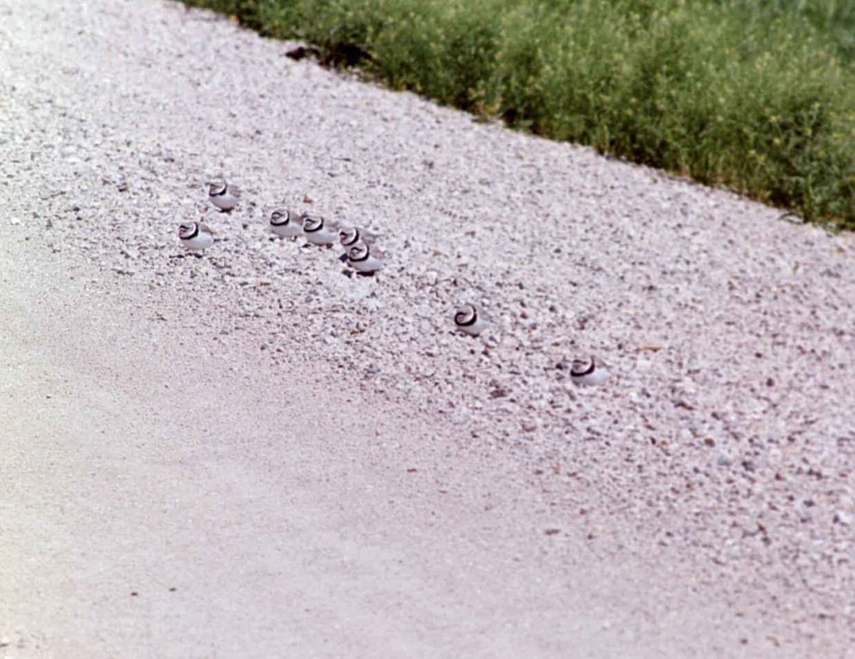 Background bird pipeline