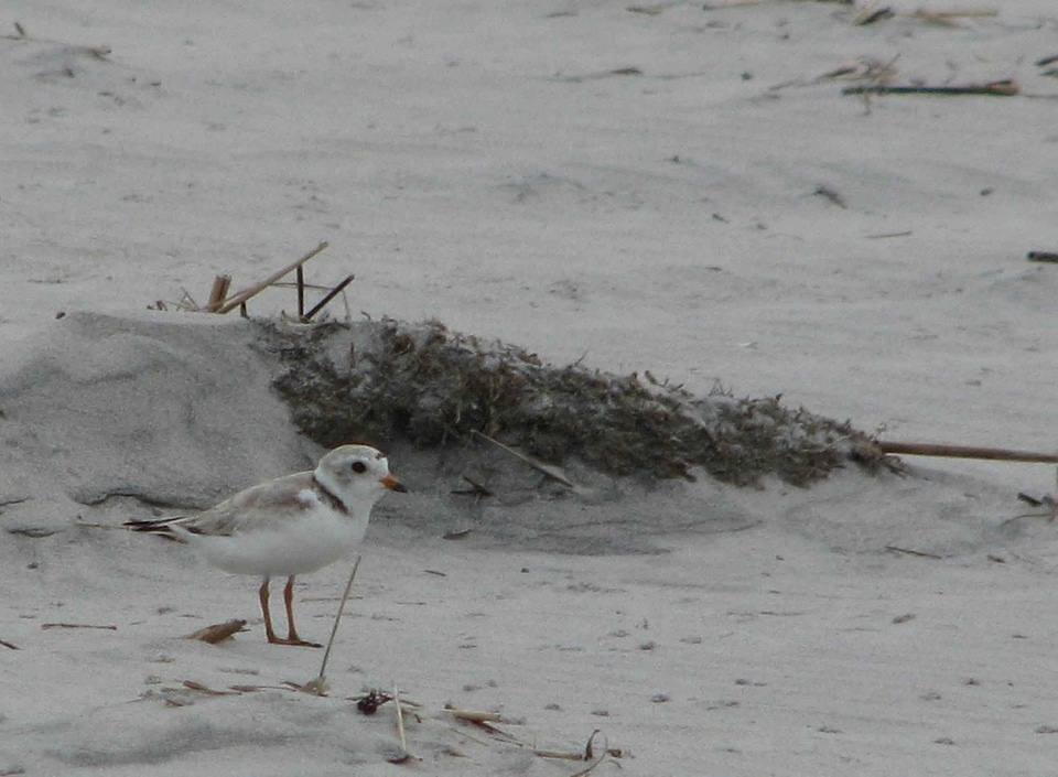 Adult bird Charadrius melodus