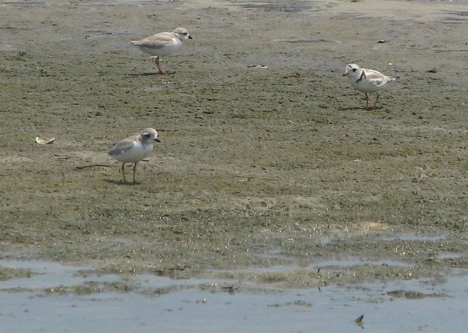 Adult bird Charadrius melodus