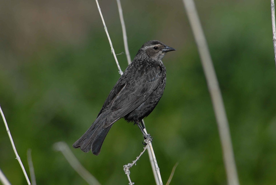 Animal black bird close