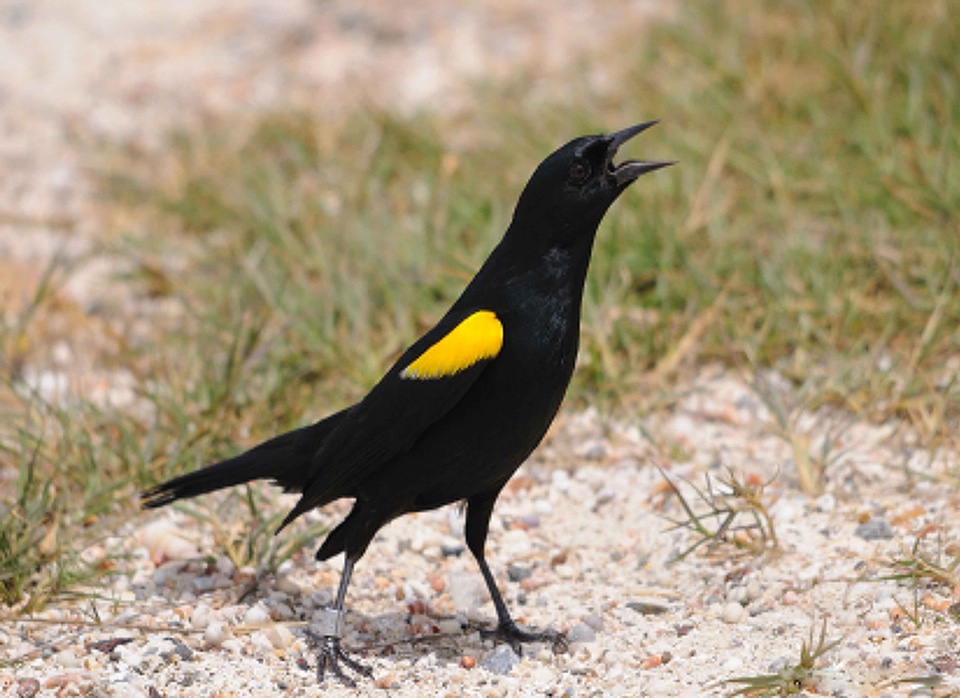 Animal black bird close photo