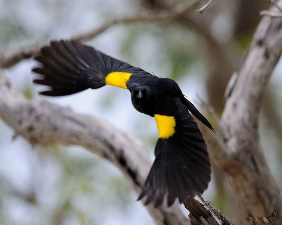 Animal black bird fauna
