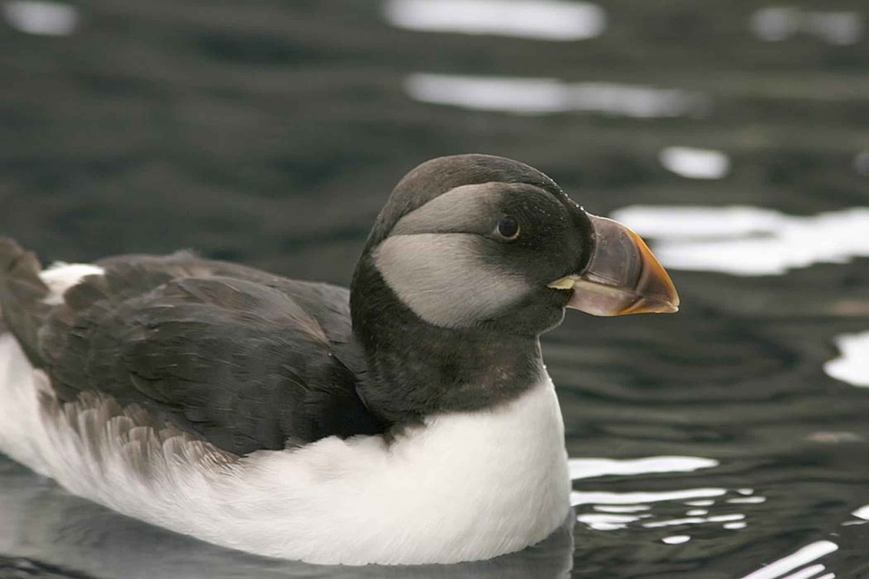 Bird Fratercula arctica Fratercula corniculata
