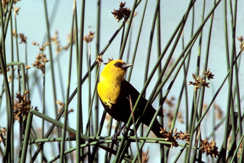 Animal black bird fauna