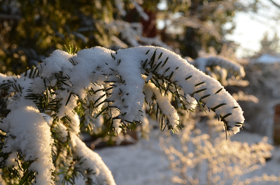 Fir tree yew conifer photo