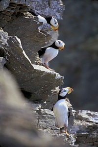 Albatross bird seabird