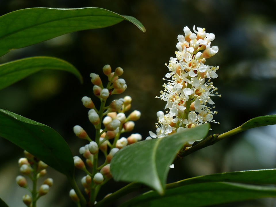 Blossom bloom white