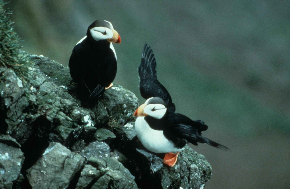Couple Fratercula arctica Fratercula corniculata