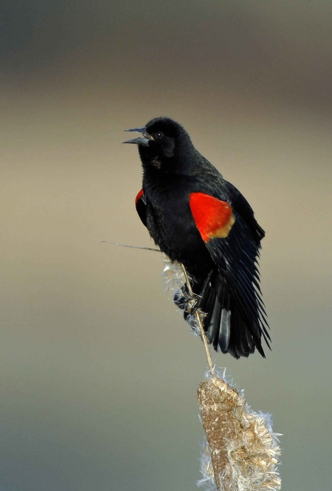 Animal bird black bird