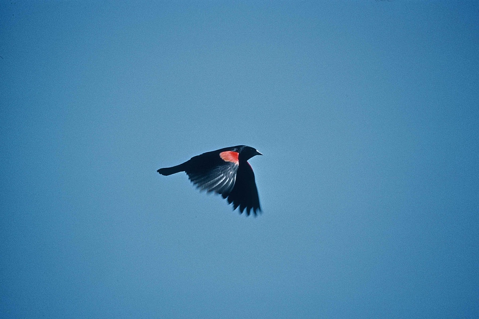 Animal bird black photo