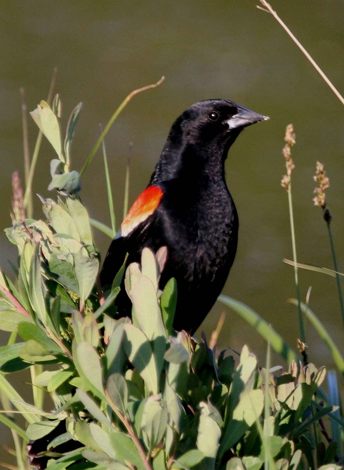 Animal bird black bird photo