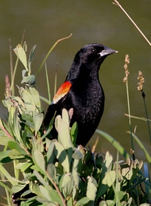 Animal bird black bird photo