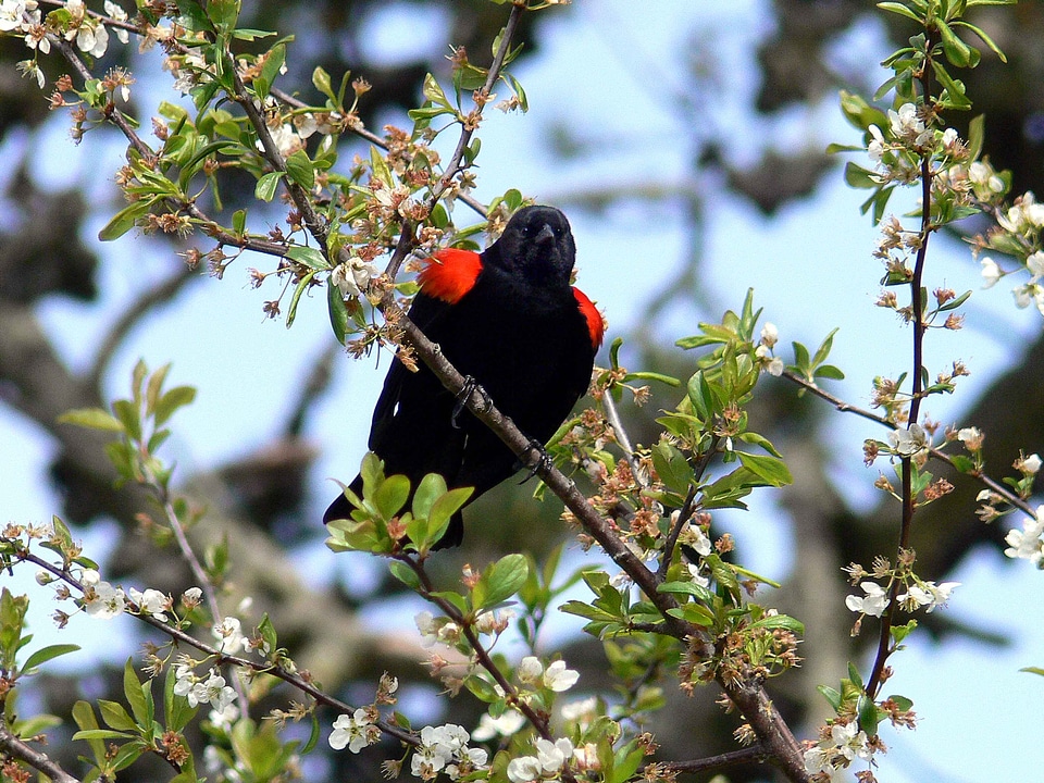 Animal bird black bird
