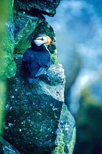 Bird Fratercula arctica Fratercula corniculata
