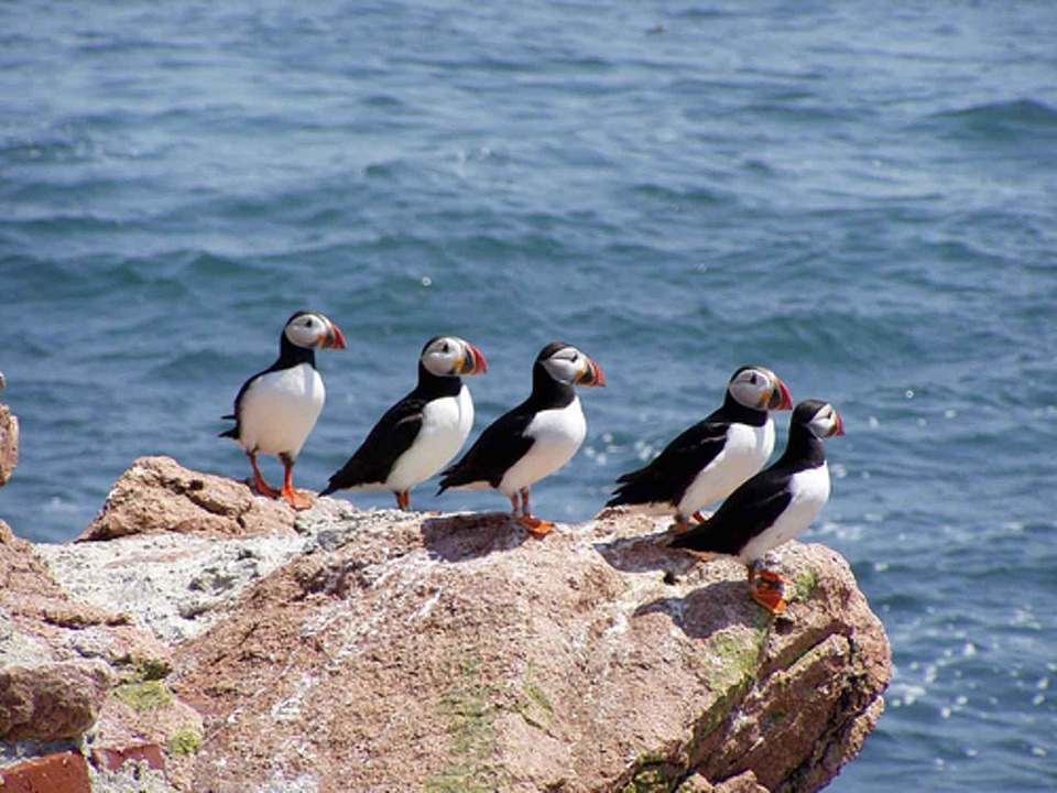 Bird Fratercula arctica 