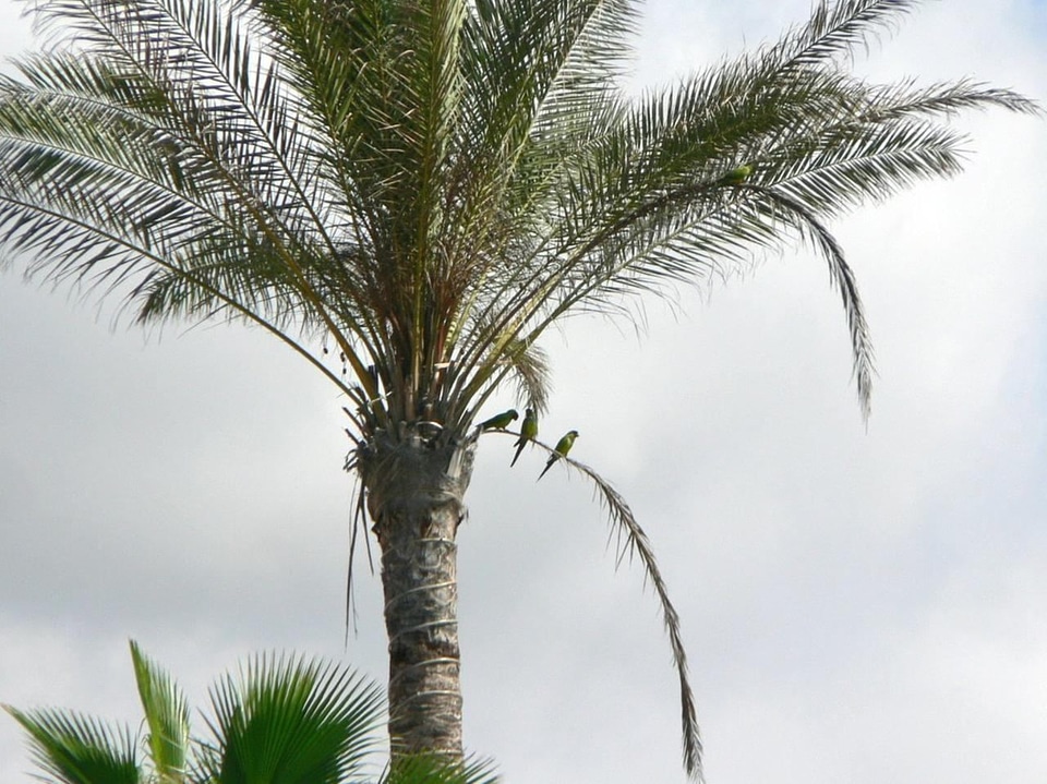 Palm parrots tree