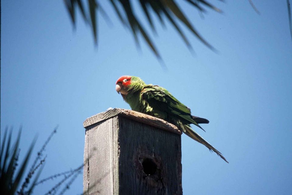 Ecuador means parakeet