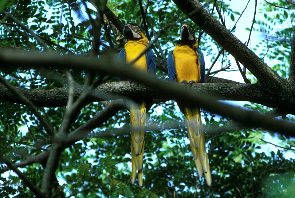 Blue parrots yellow